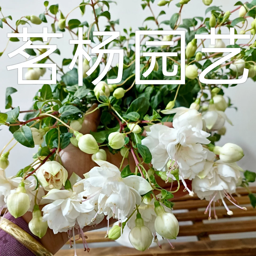 (思念/白雪公主)丛生重瓣大花灯笼花多年生四季花卉盆栽