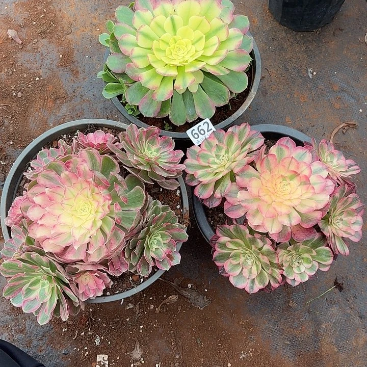 萧***姐662组合诺米多肉法师锦不包侧枝断枝的