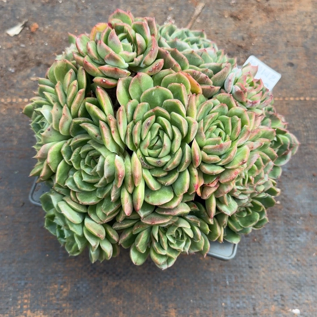 ***气8136杂交多肉植物基地