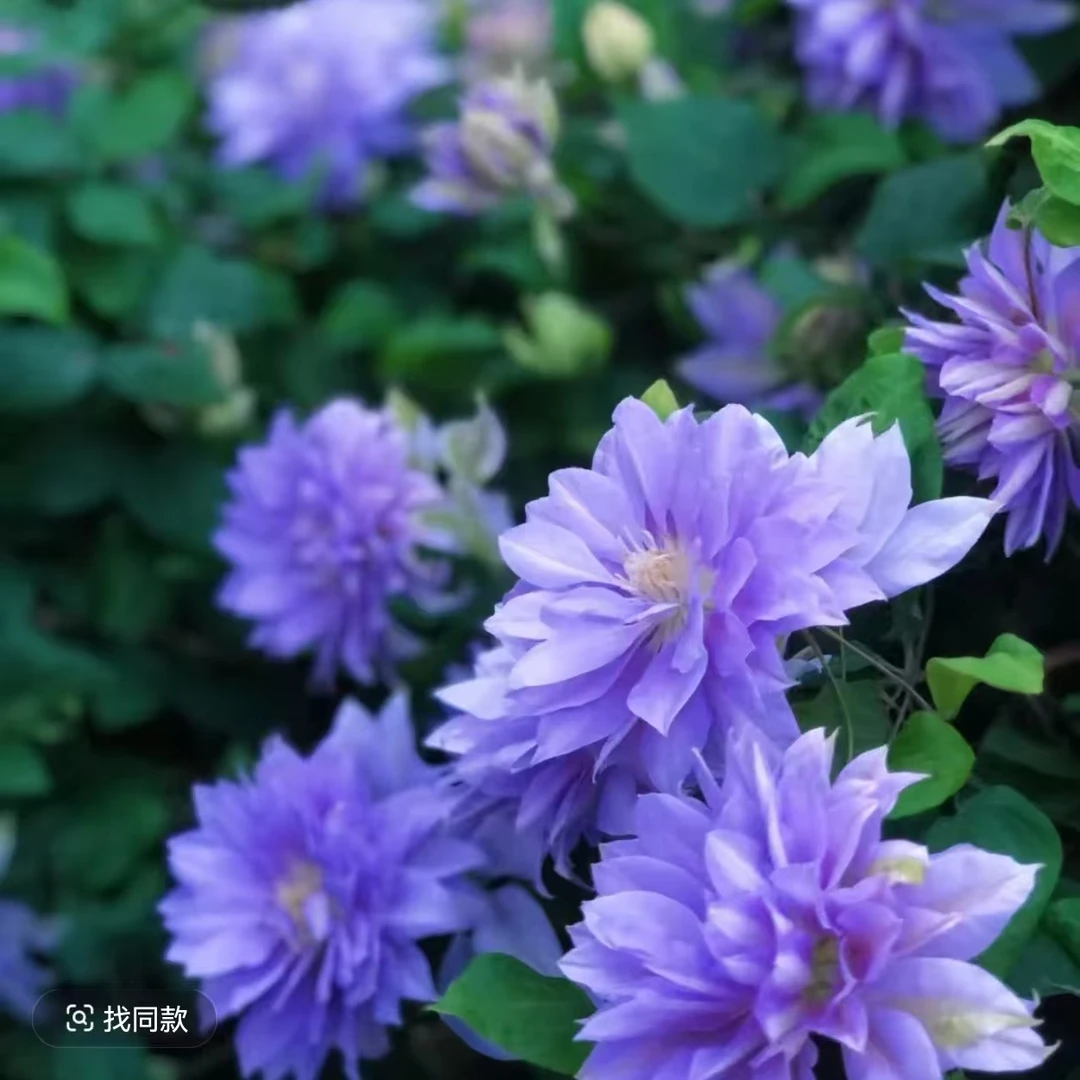 【重瓣丹妮】铁线莲重瓣爬藤花苗攀援庭院花卉盆栽地栽观花植物室内