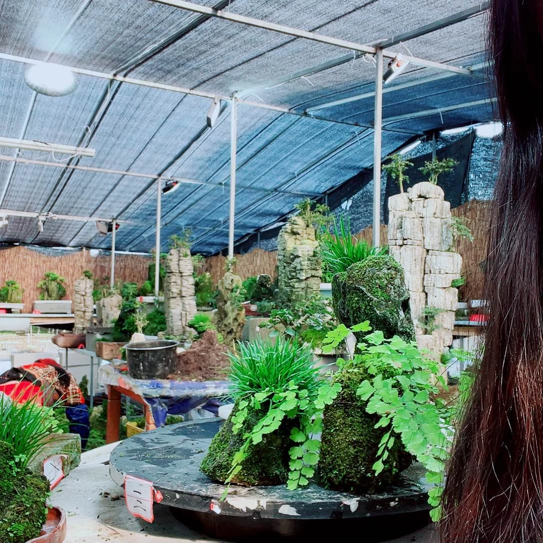 保***特当前无花栽培后可以开花