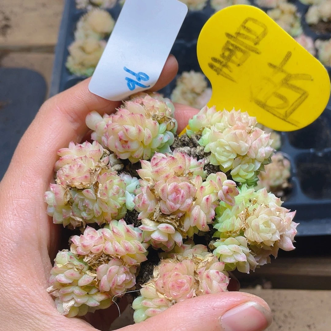 量拍多肉植物多肉植物96