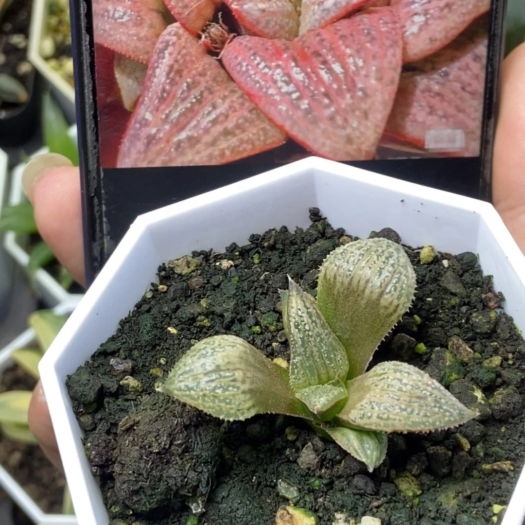 pinky青蟹底座苗一物一拍