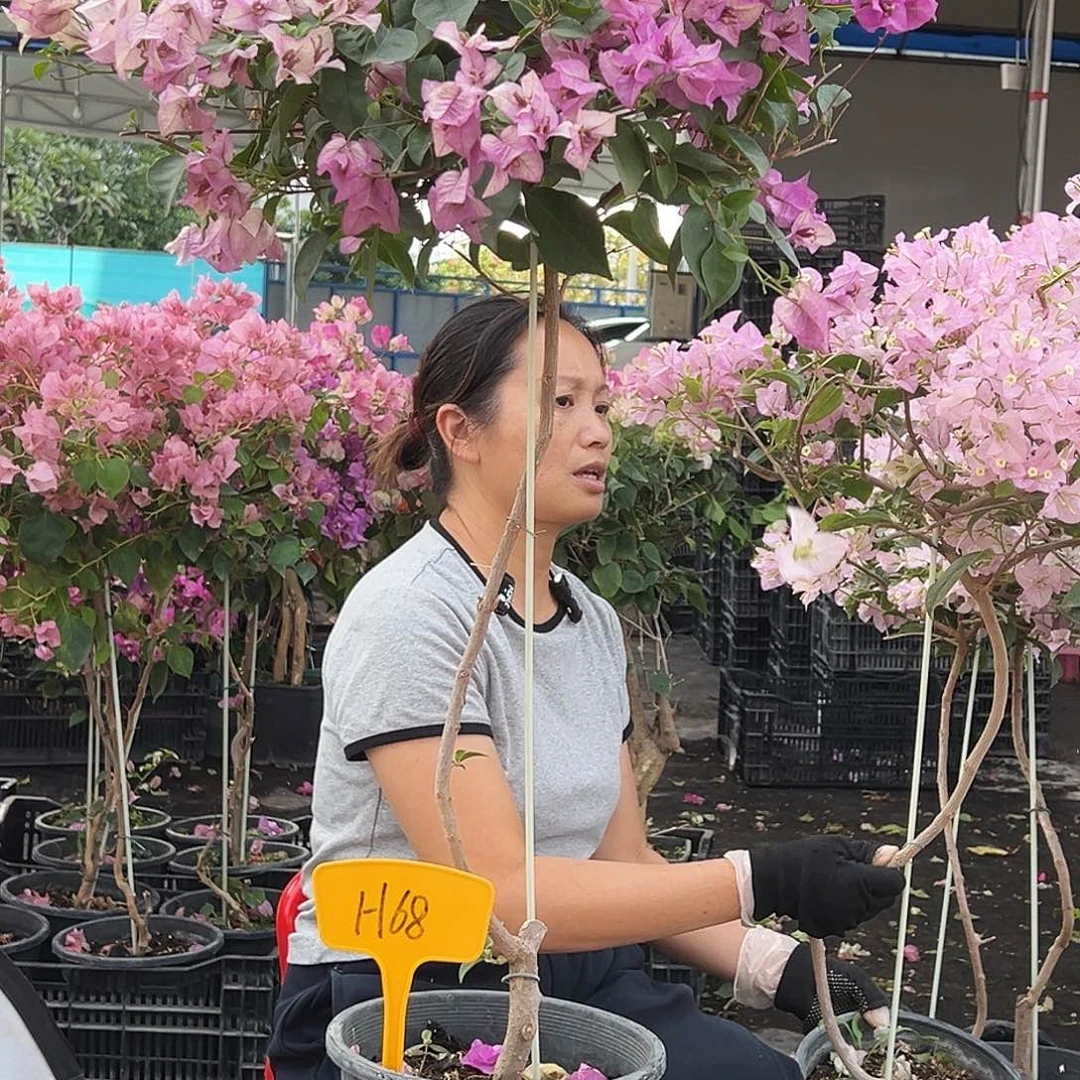 可***伊大部分花苞少量开放H68雪紫