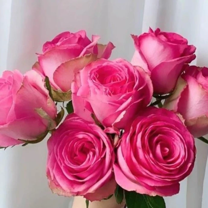 小院家 紫爱/挚爱/子爱 月季苗 新品甜香切花 耐开多季灌木