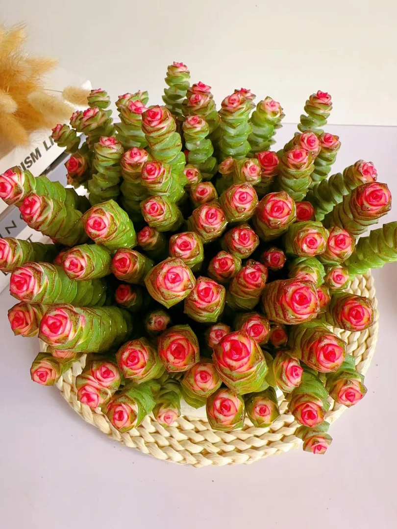 向阳家 精品大盆牡丹钱串带盆带土发多肉植物越养越红 带盆带土