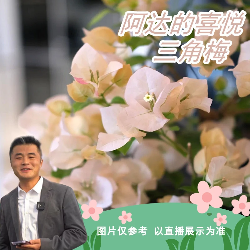 阿达的喜悦三角梅喜光易养护勤花室内室外阳台庭院花卉盆栽地栽