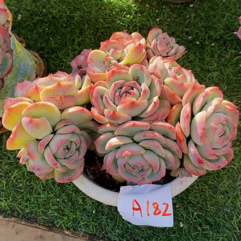 【闪购商品】锦*多肉植物