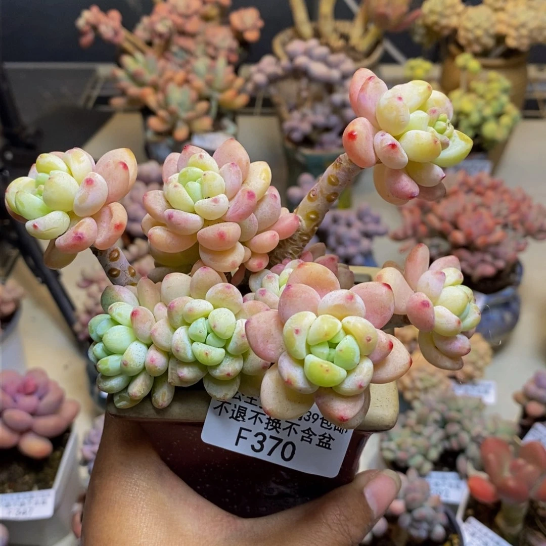 370樱花罗琦多肉8cm