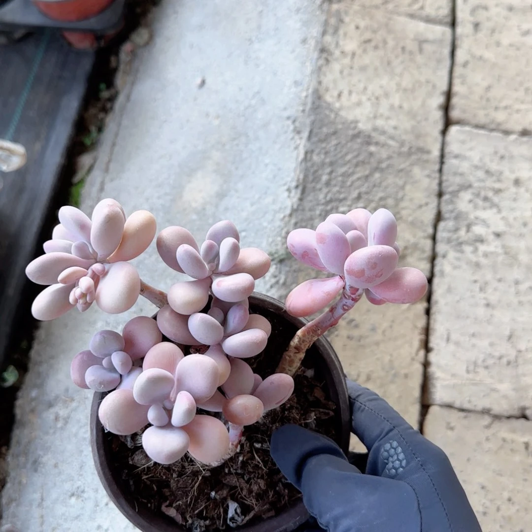 ?**呀桃蛋小老桩多肉植物