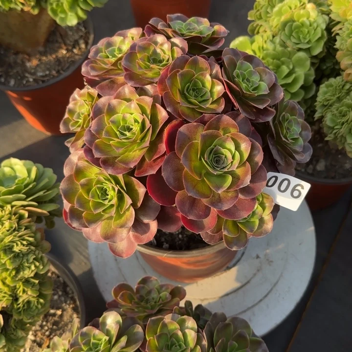 এ***࿐多肉植物魅金玫瑰006