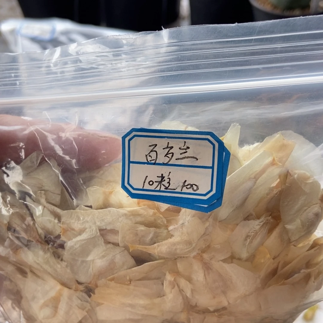 百岁兰种子 10粒包邮