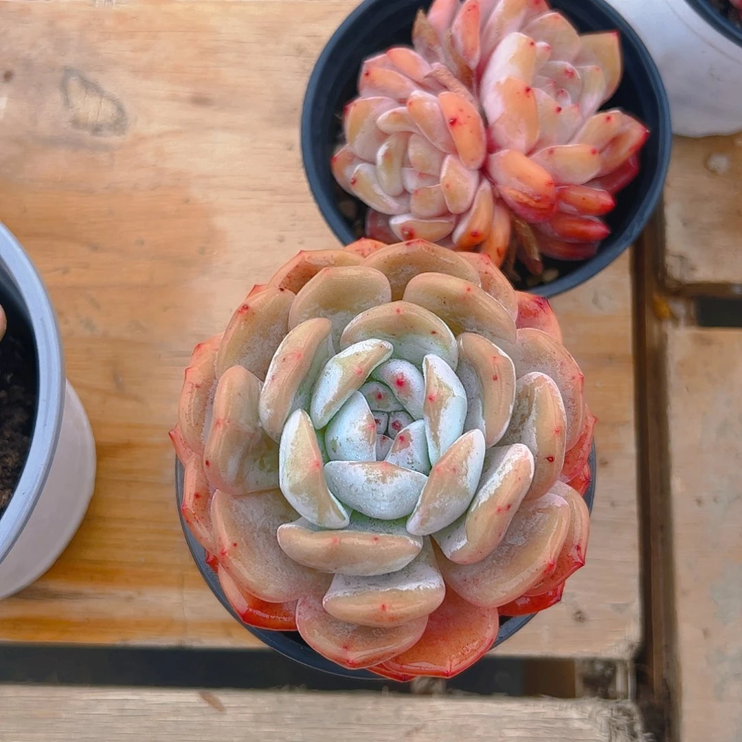 ?*君橙梦露两颗5号一物一拍