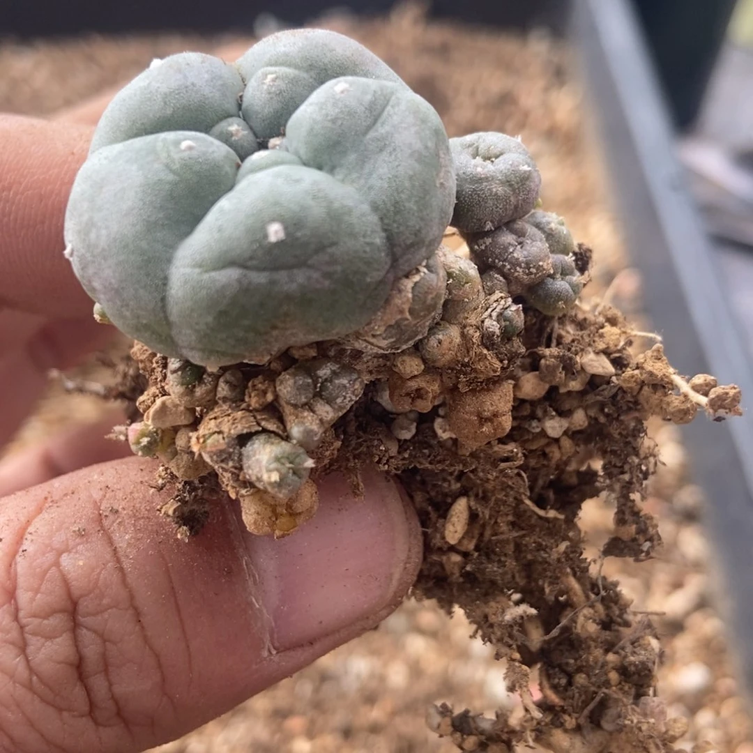 无刺仙人球开花了