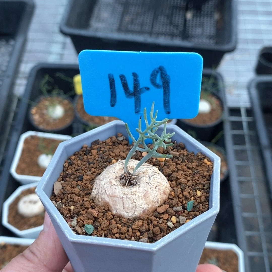 爱富丽雾冰玉产地