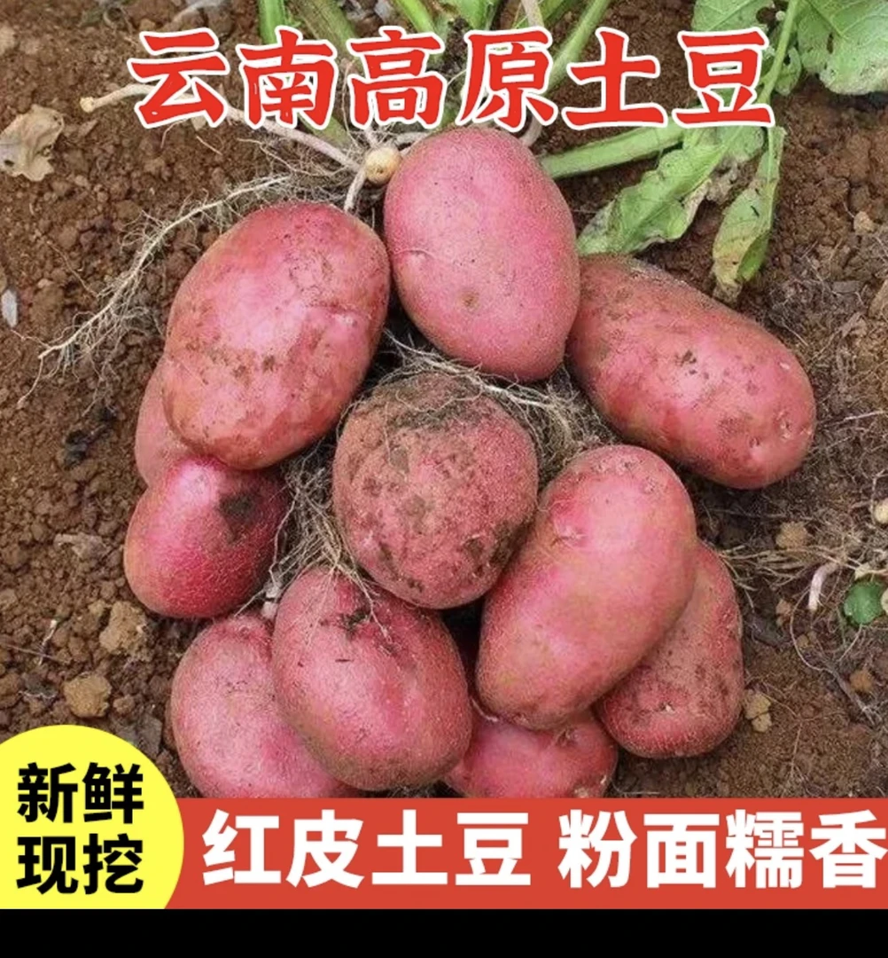 云南老品种红皮黄心土豆 新鲜现挖高山种植粉面糯香 大果5斤/9斤