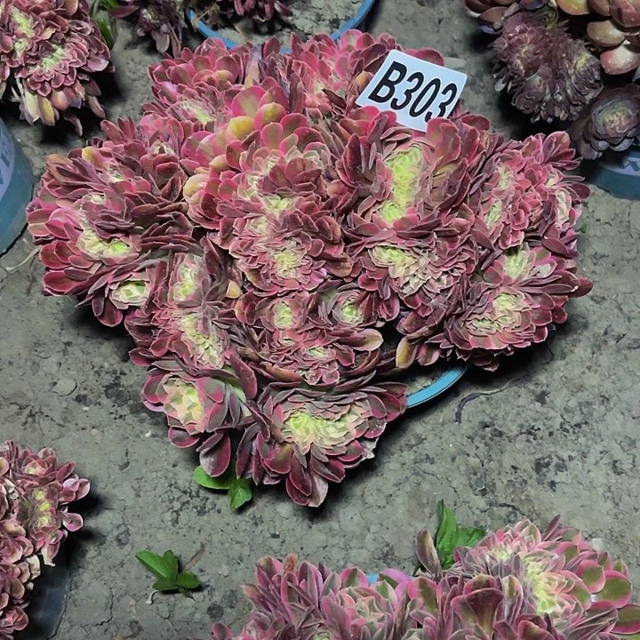 香妃法师28//37包邮