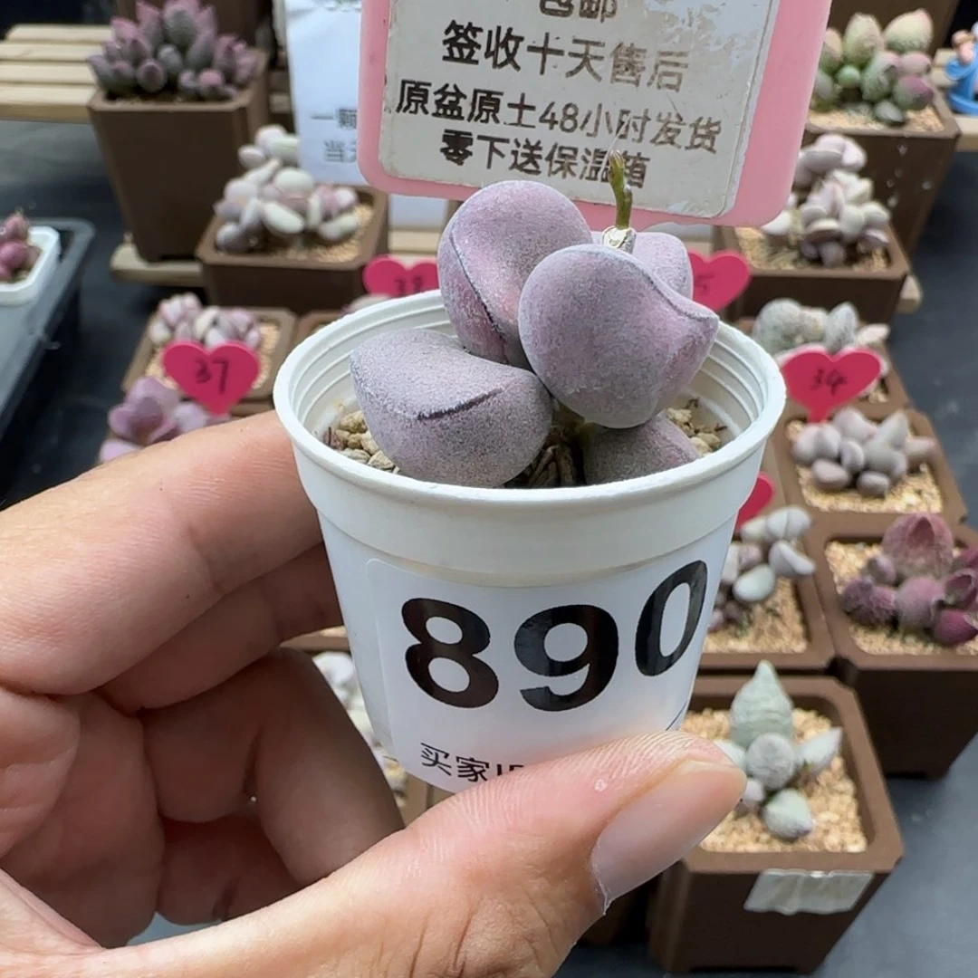 890球球紫蛋多肉植物