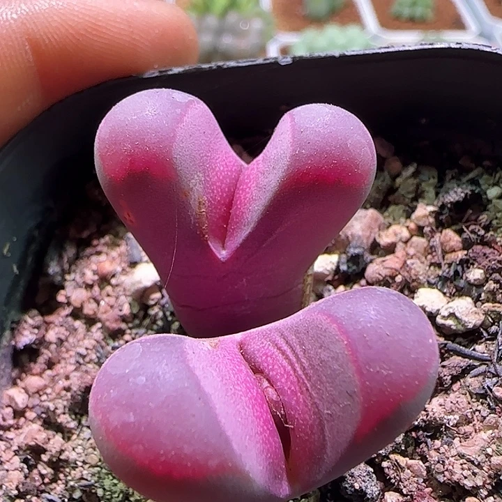 开播福利来啦。641