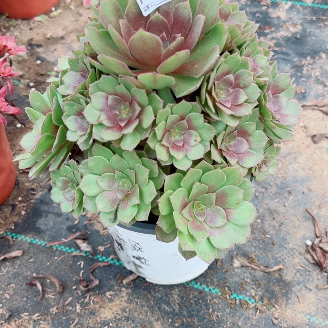 514红魔多肉植物法师