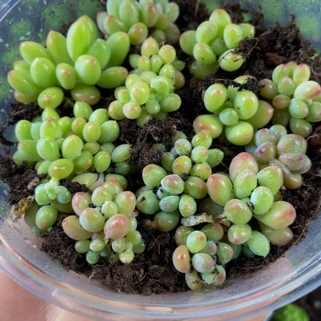 小***点OTO多肉优选切糕DY841