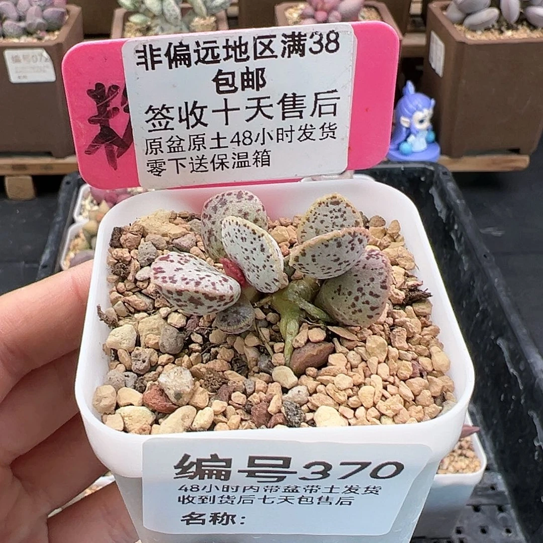 370蝴蝶马丁多肉