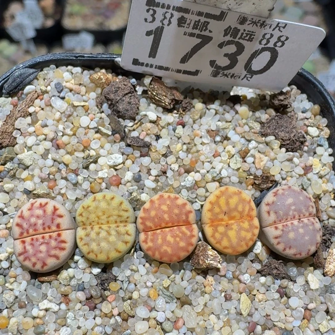 zzzz生石花肉锥1730