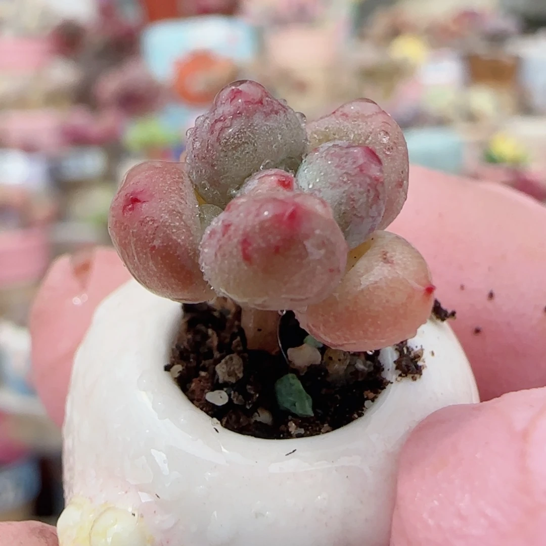 迷你彩虹奶 盆口1cm