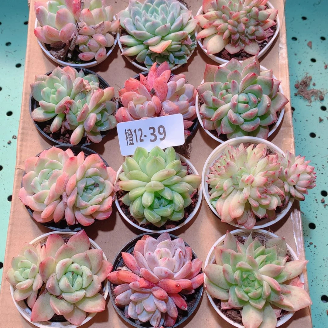 12-39一物一拍多肉带盆18颗
