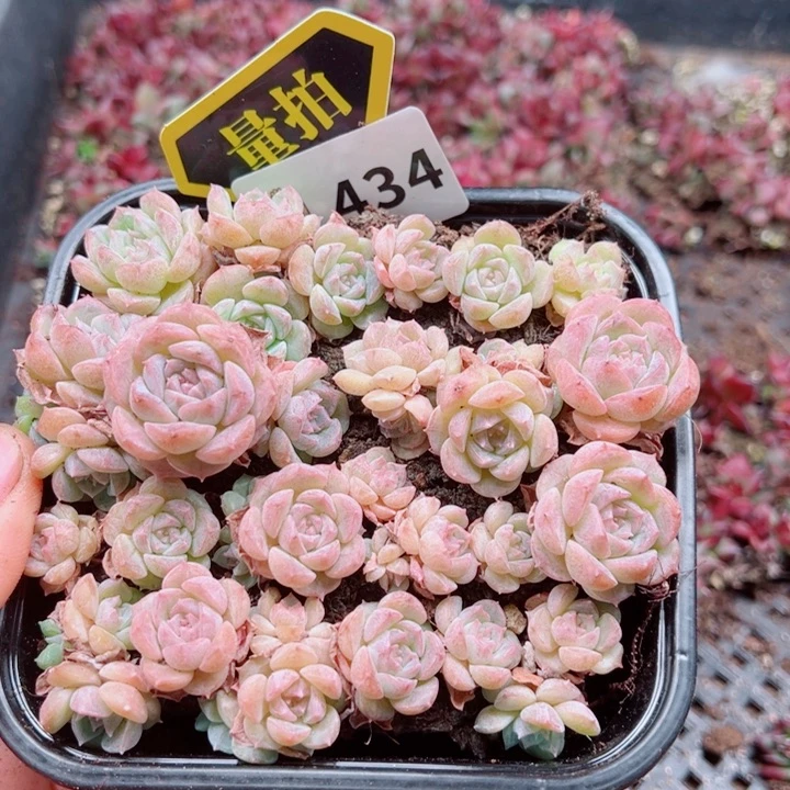 多肉植物多肉植物