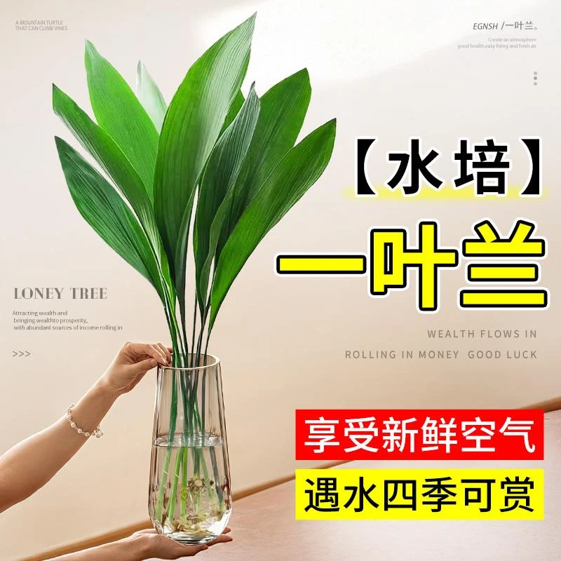 一叶兰水培植物盆栽绿植水养客厅四季常青桌面办公室内大叶鲜花卉