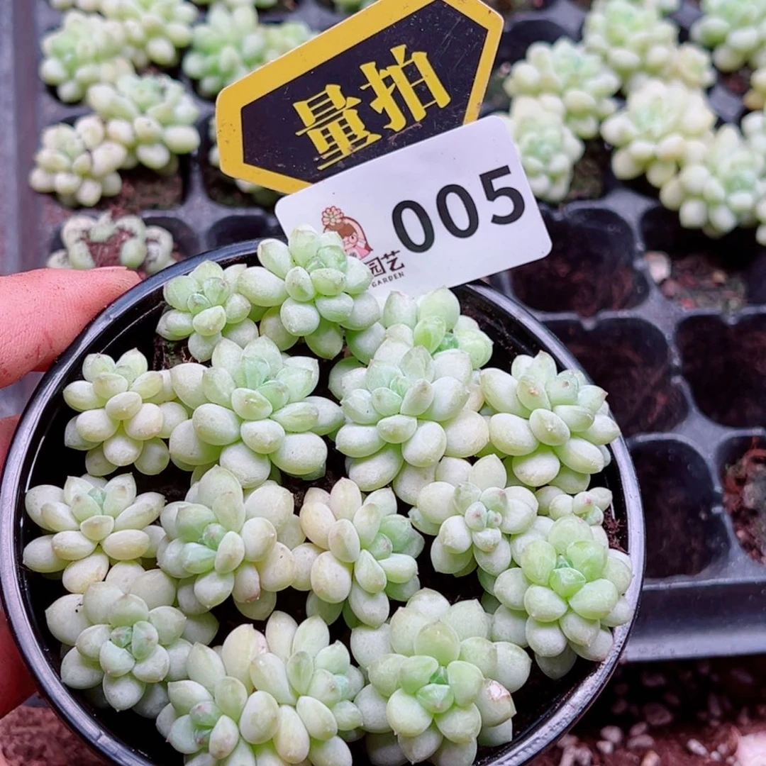 当前无花朵，栽培后可花朵