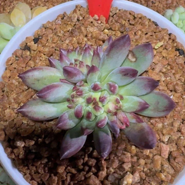 黑虞472多肉植物