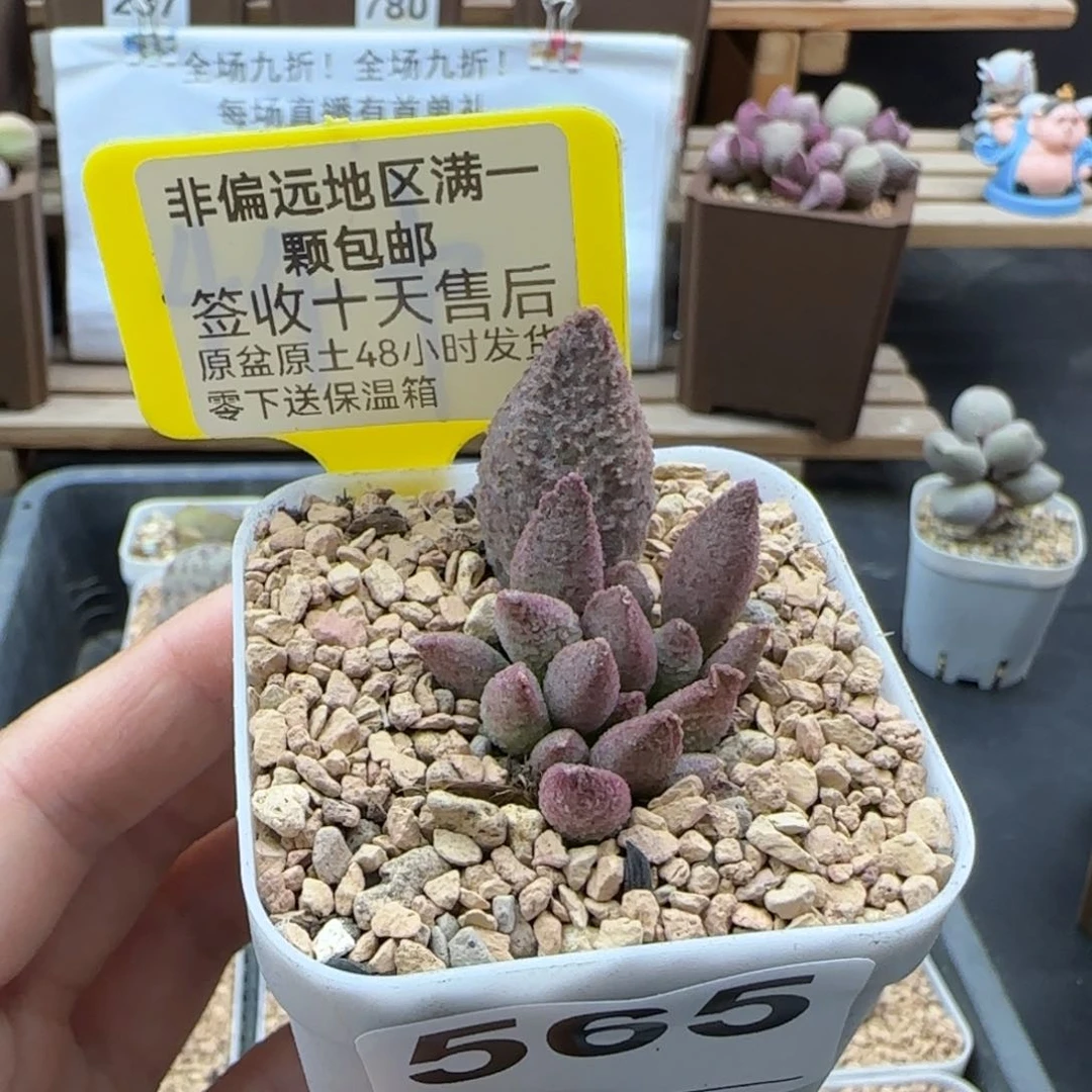 565实生多肉植物