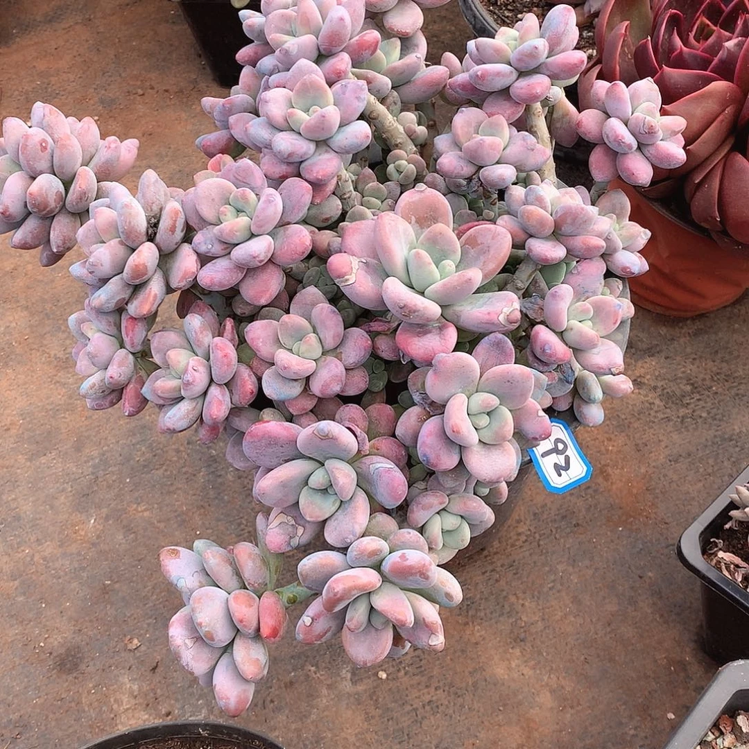 92洛神 一物一拍多肉