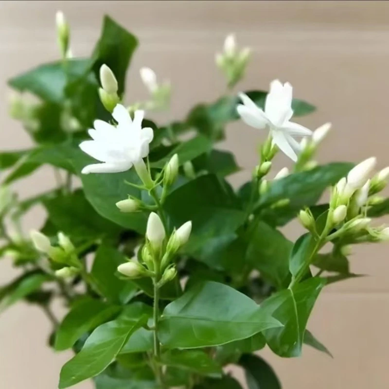 笔尖茉莉独杆单瓣茉莉花盆栽重瓣白茉莉室内植物花苗虎头茉莉好养