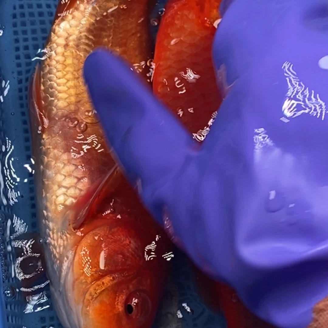 锦鲤冷水锦鲤包邮