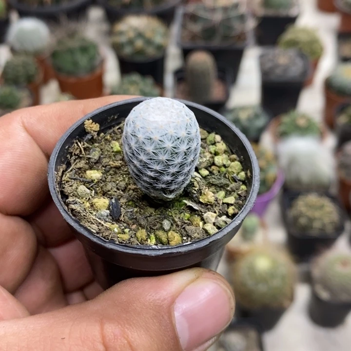 实生白鸟特价福利