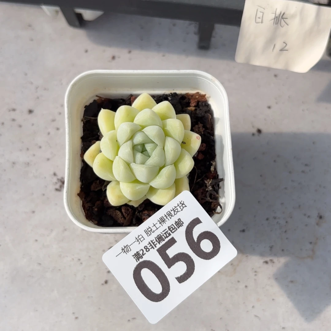 阿尔阿斯月影无盆土发货