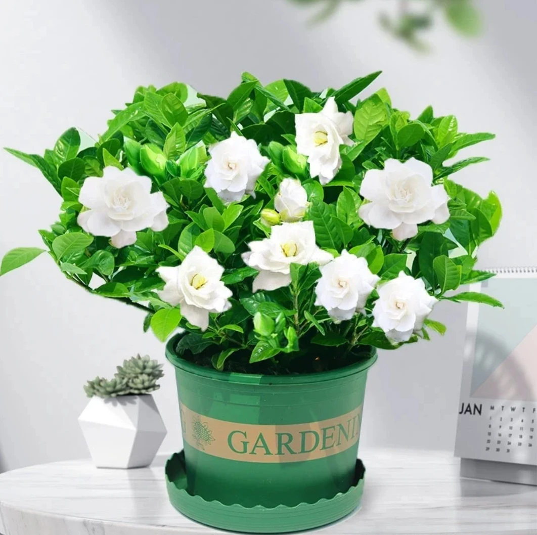 【特大盆栀子花】丛生香水重瓣盆栽花卉植物室内带花苞大苗四季好养