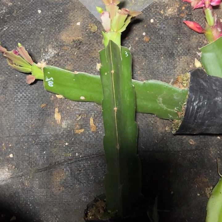 005嫁接小破苗一颗3号