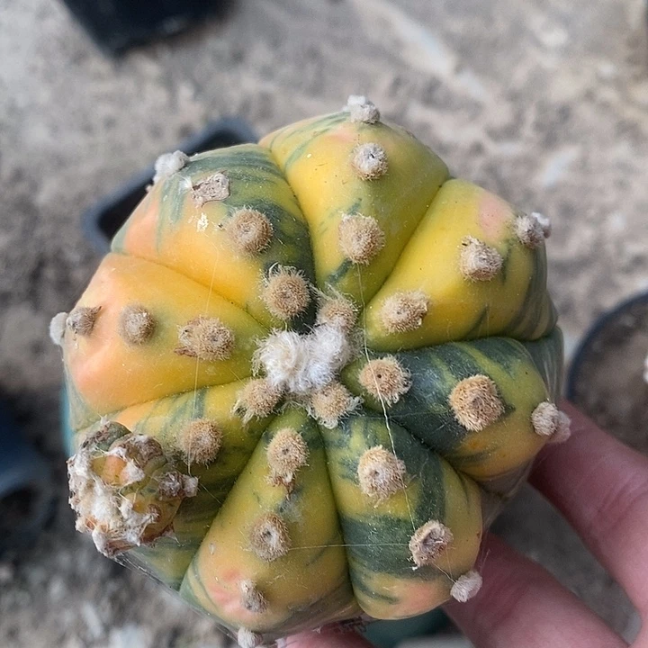 苗接散斑兜锦精选