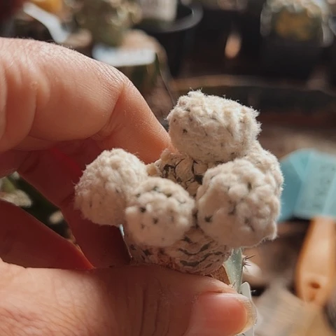 当前无花栽培后可以开花480仙人球