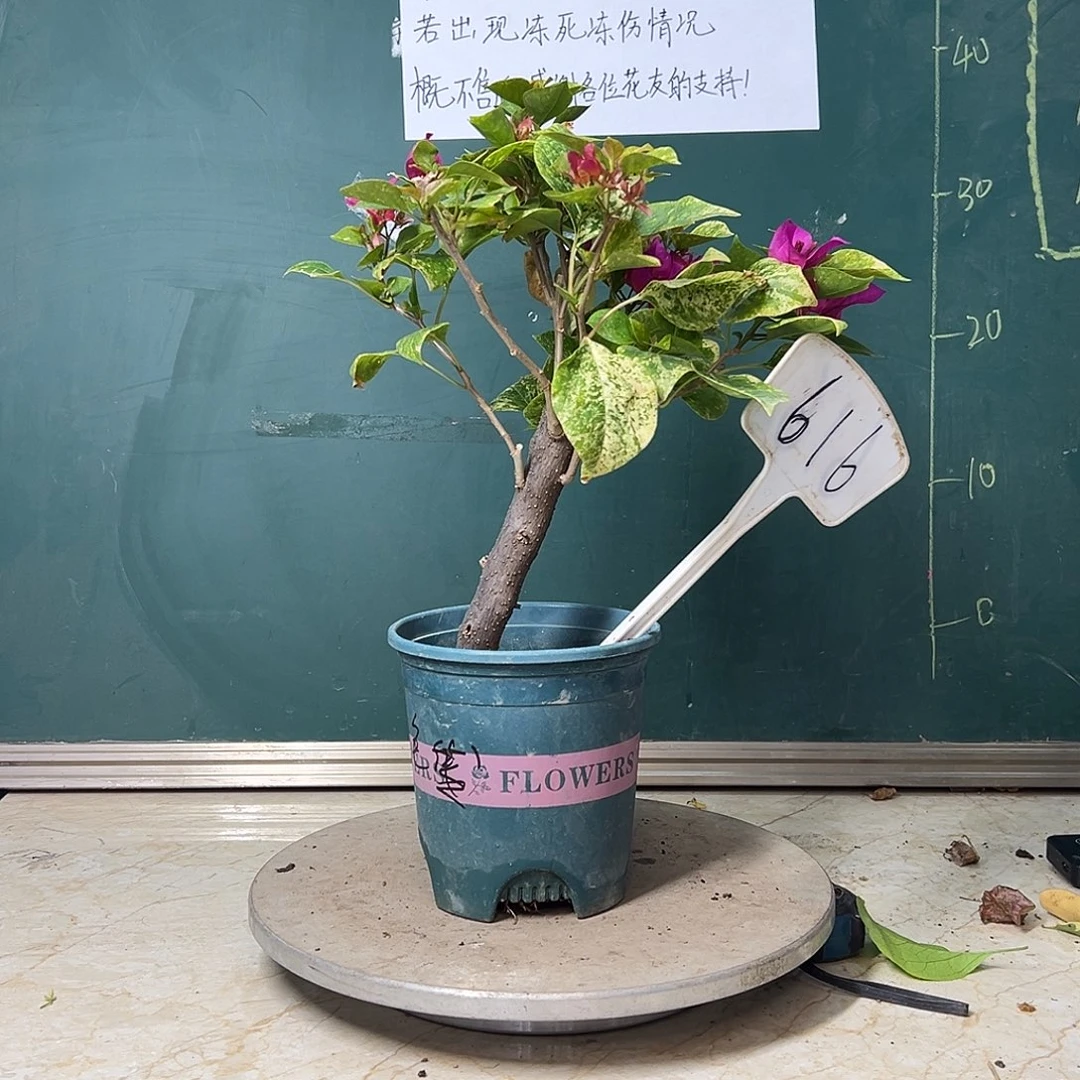 完全开放  粗杆 沙斑艳红  616