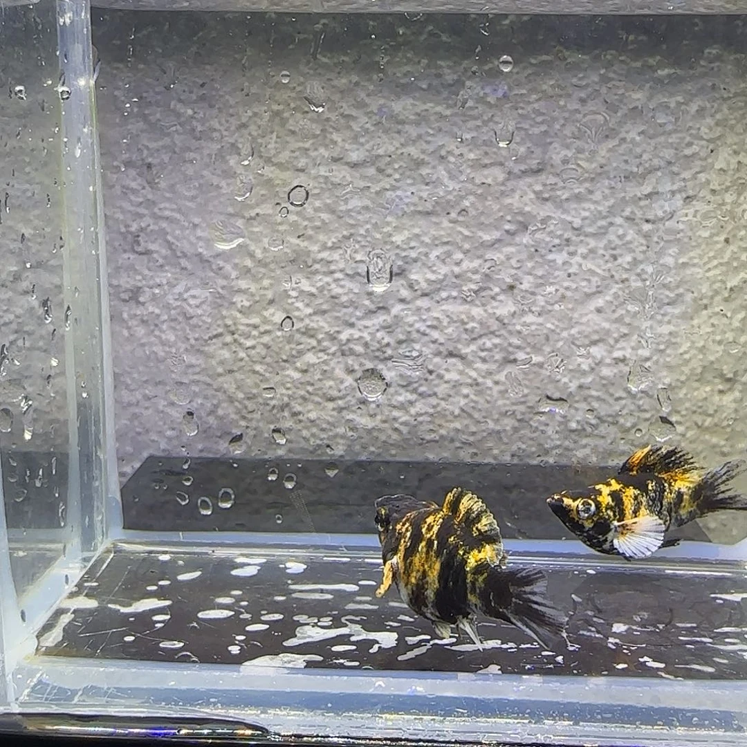 孔雀鱼小老虎玛丽一对（42号）