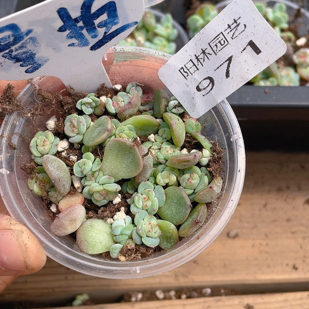 量拍多肉植物多肉植物971