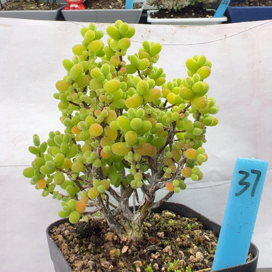 精控金桔小树37号