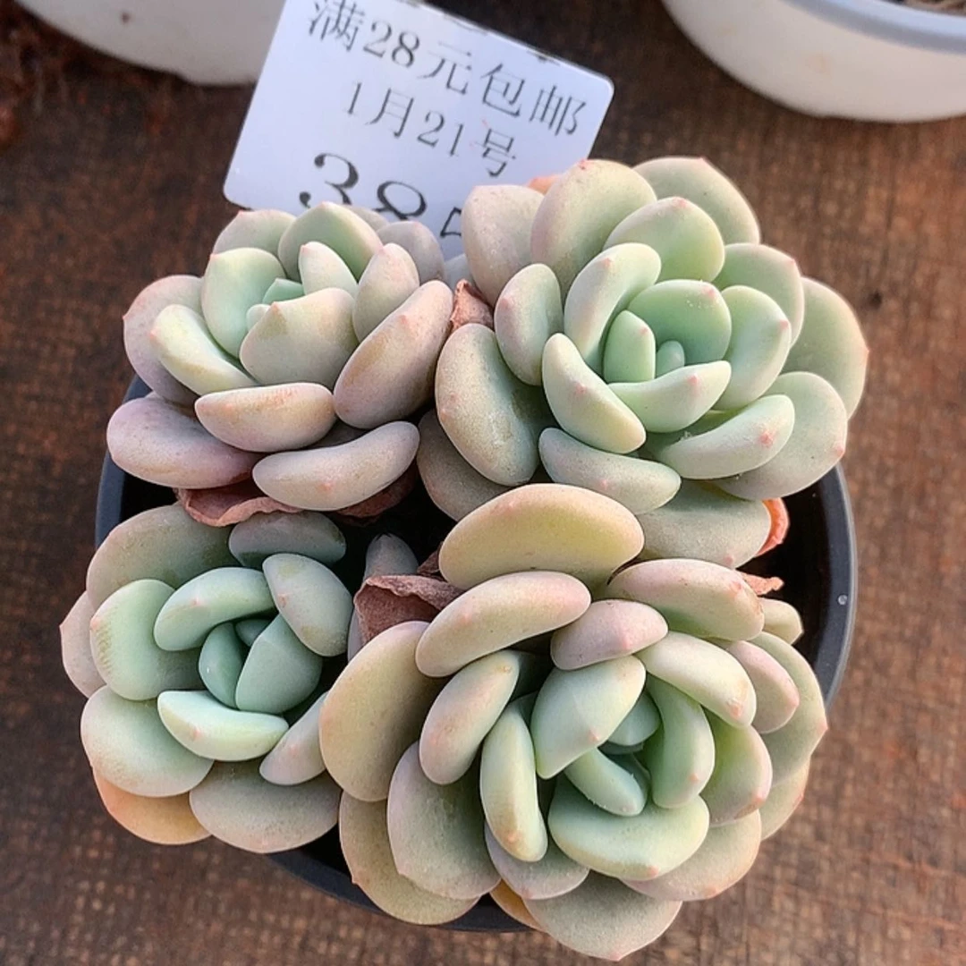 【闪购商品】云385