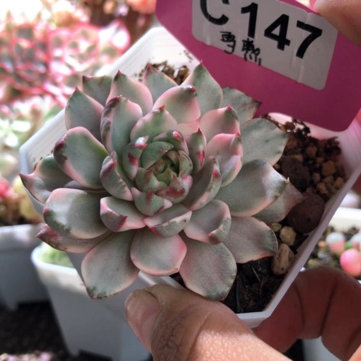 血燕覆轮锦有根有根