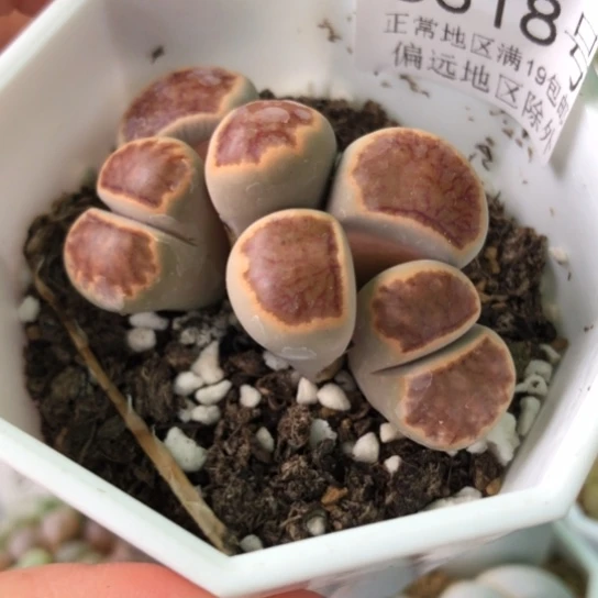 8518，双头菊如图老皮